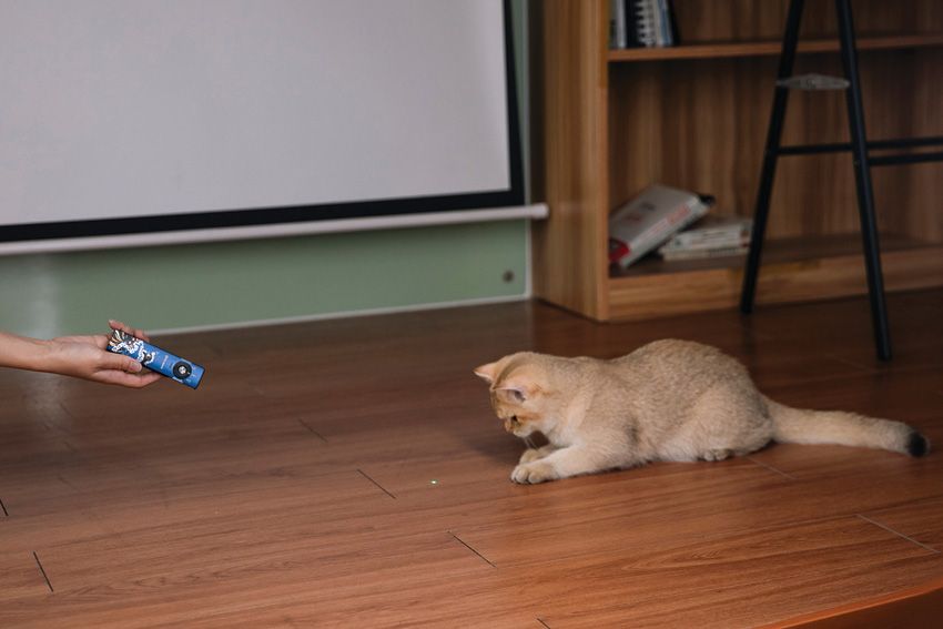 (image for) O-Light Arkfeld Pro 3R Paw Edition